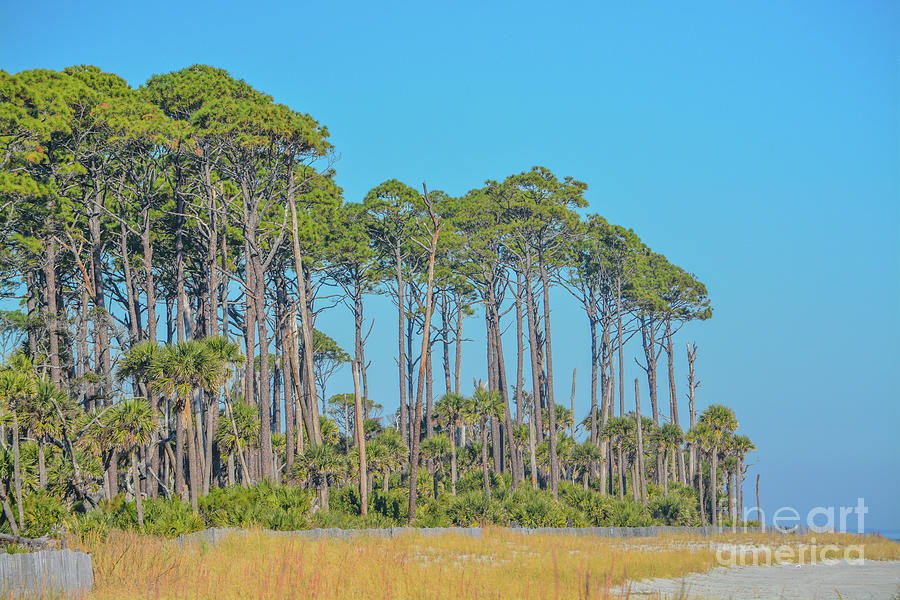 Tree Line And Duns On Hunting Island. A Barrier Island On The Atlantic Ocean, Beaufort County, South Photograph