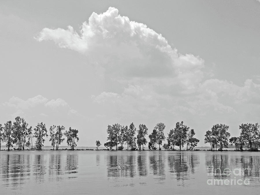 Black And White Photograph - Tree Line by Ann Horn