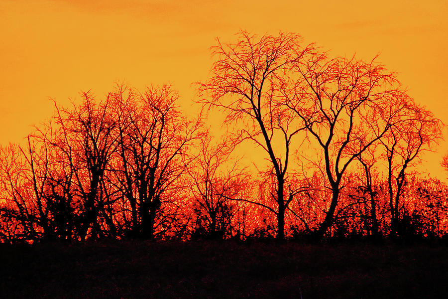 Tree Line at Sunset Photograph by Ira Marcus
