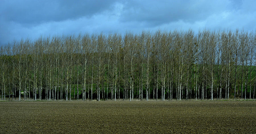 Tree Line Beside the Plowed Field Photograph by Nadalyn Larsen