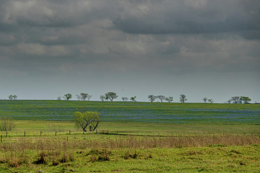 Tree Line Blues Photograph by Johnny Boyd