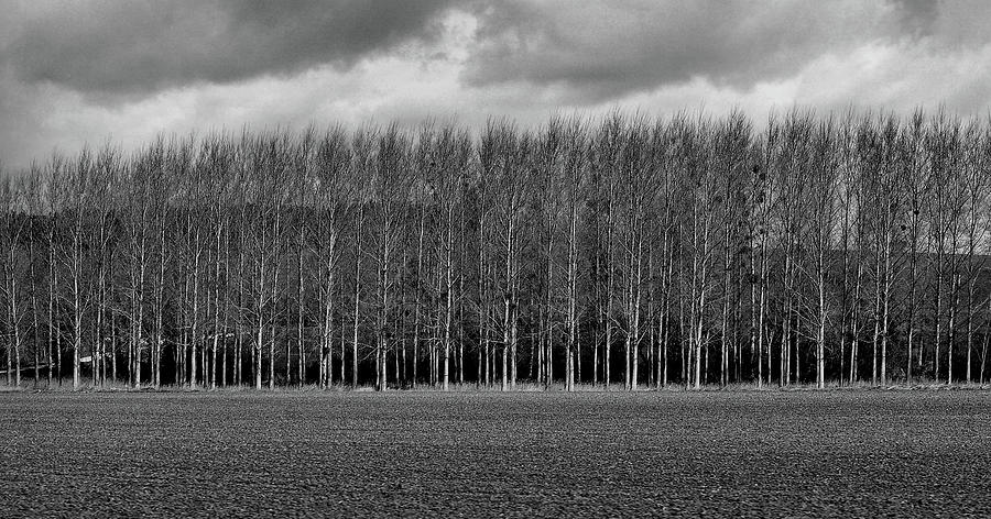 Tree Line  by the Plowed Field in Black and White Photograph by Nadalyn Larsen
