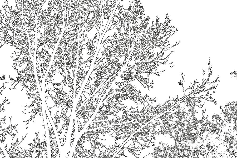 Tree Line Digital Art by Linda Brody