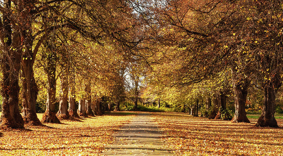 Tree Photograph - Tree Lined Avenue at Maynooth University - Ireland by Barry O Carroll