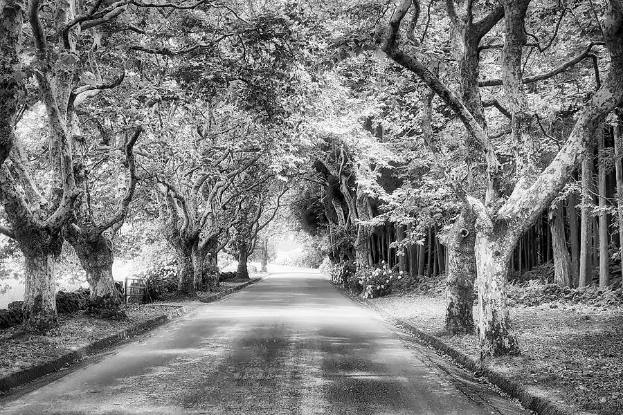 Tree-lined Country Road Photograph by Marco Sales