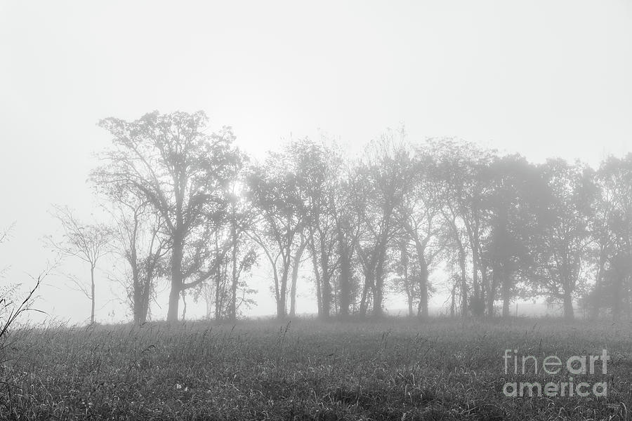 Tree Lined Field Foggy Morning Grayscale Photograph by Jennifer White