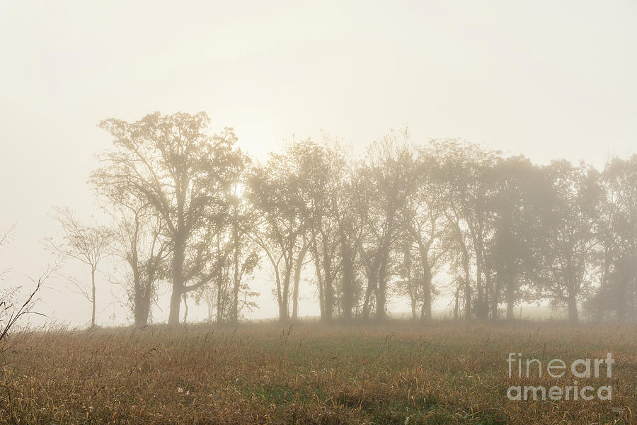 Tree Lined Field Foggy Morning Photograph by Jennifer White