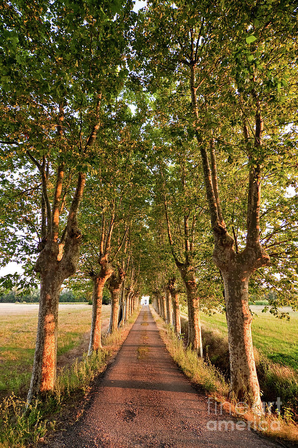 Tree Photograph - Tree-lined road at sunset, France by Delphimages Photo Creations