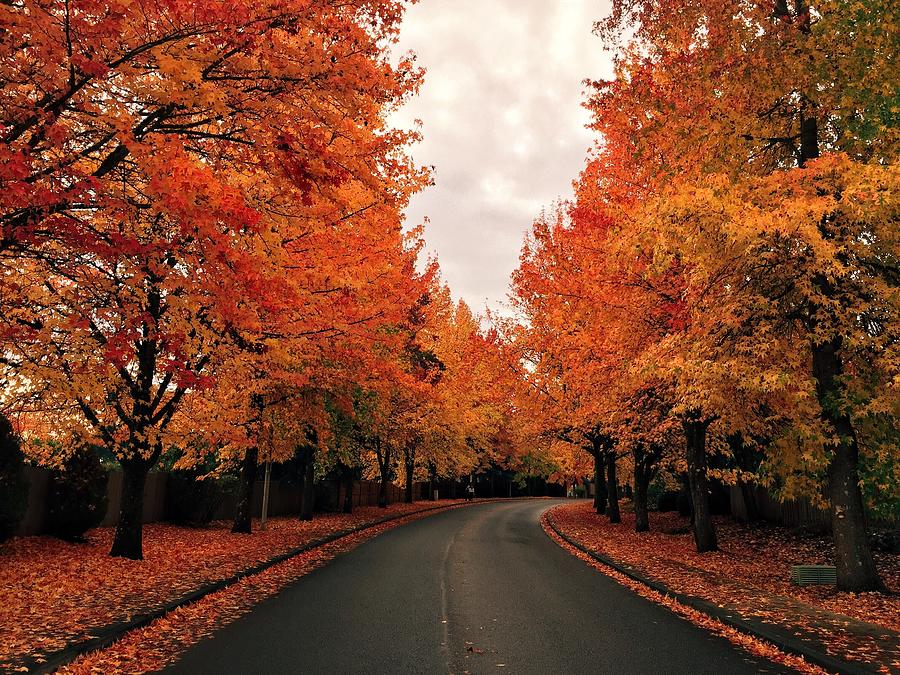 Tree lined road in autumn Photograph by Iannelson