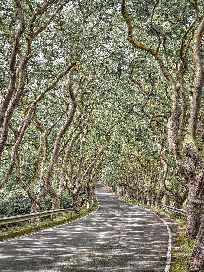 Tree Lined Road Places - Platanos Avenue I Photograph by Marco Sales