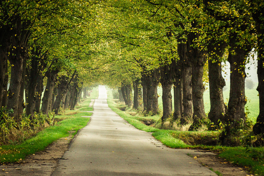 Tree lined street in Northern Germany Photograph by photography by Ulrich Hollmann