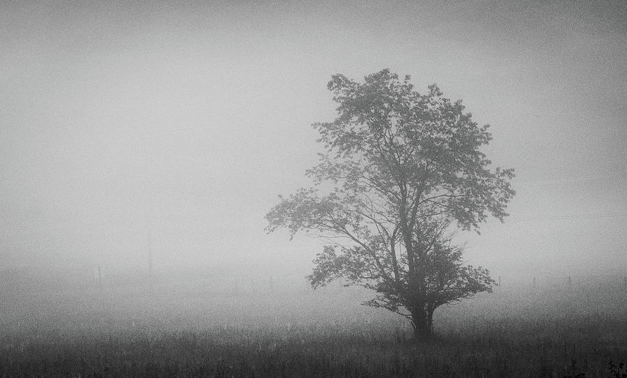 Tree Lone Silhouette Foggy Field Minimal Landscape Phototgraphy Black ...