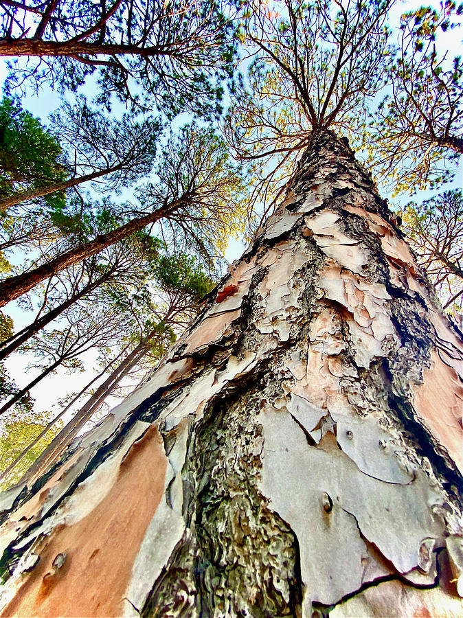 Tree Looking Up View Photograph