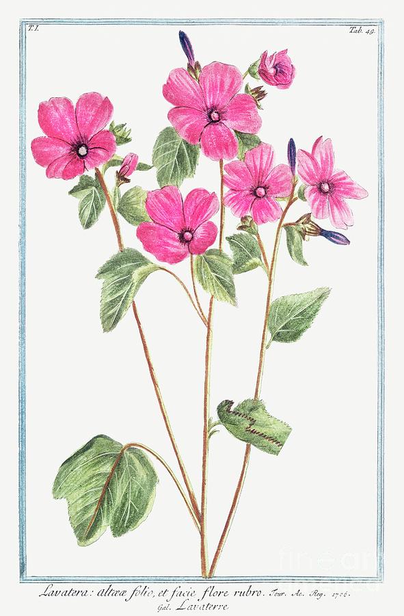 Tree Mallow ca 1772 1793 by Bonelli Painting by Bonelli