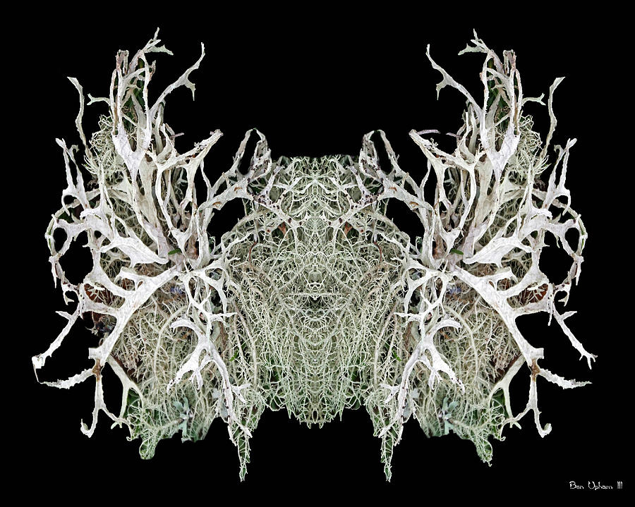 Tree Moss Mirror #1 Photograph by Ben Upham III