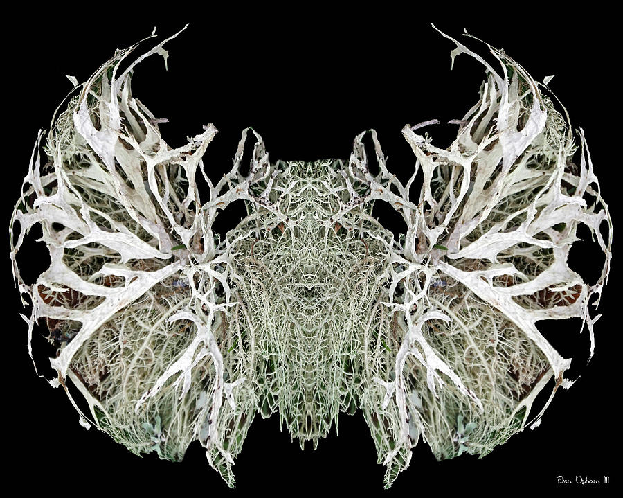 Tree Moss Mirror #2 Photograph by Ben Upham III