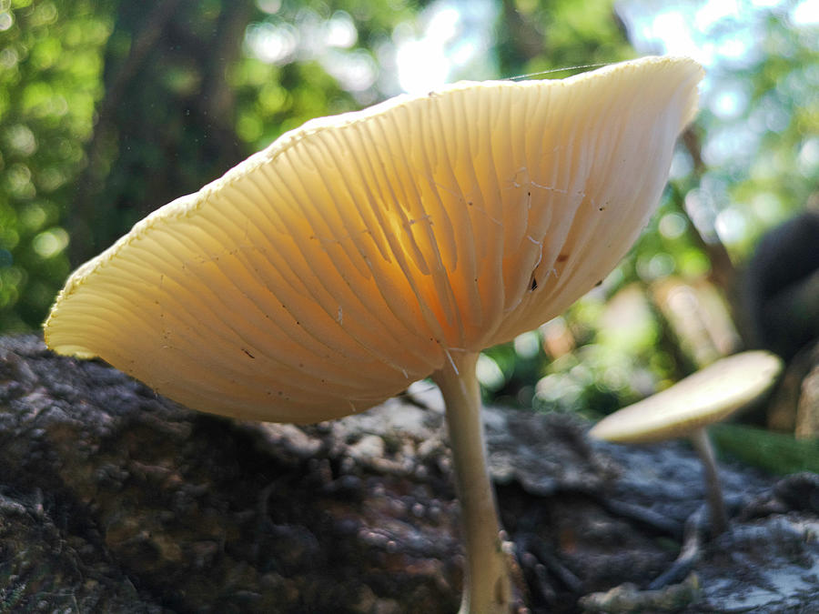 Tree Mushroom Photograph by Aydin Gulec