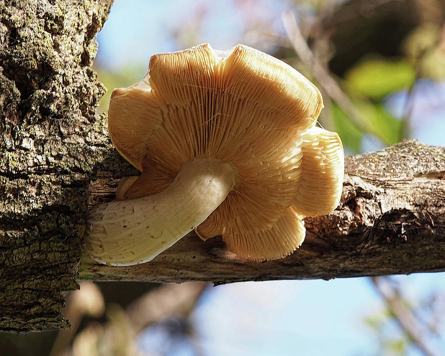 Tree Mushrooms I Photograph by Scott Olsen