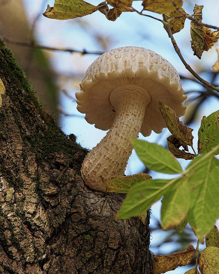 Tree Mushrooms II Photograph by Scott Olsen