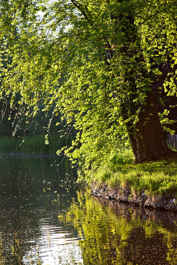 Tree next to the water in Domain Rivierenhof Park Photograph by ...