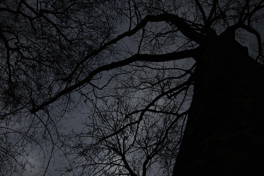 Tree Nightmare Photograph by Avenue Des Images Tree Nightmare Photograph by Avenue Des Images