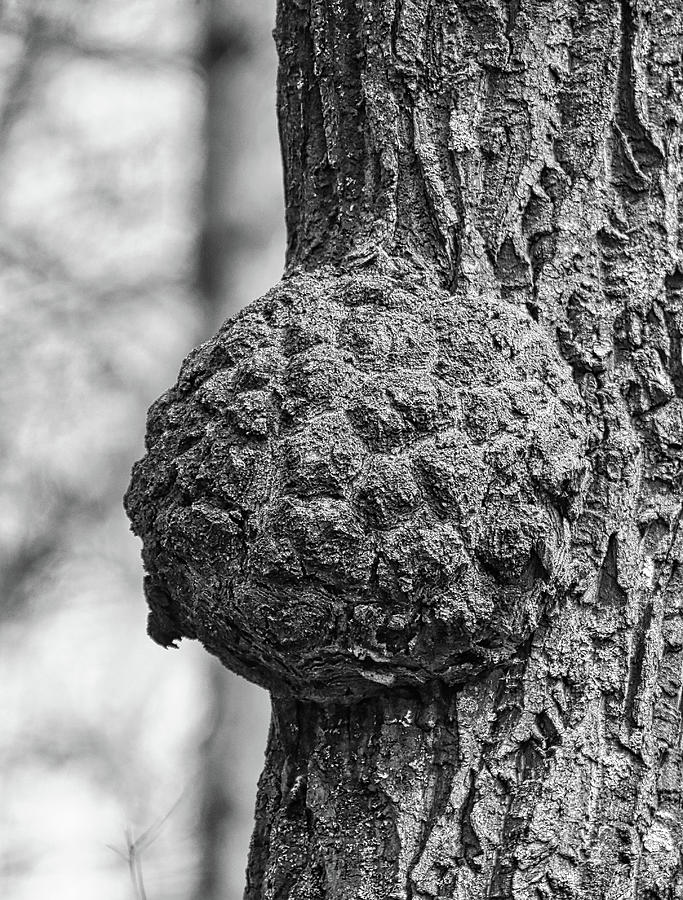 Tree Nuts Photograph by Scott Burd