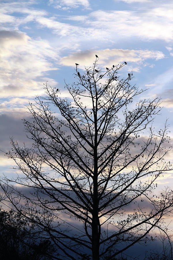Tree Of Birds Photograph by Cynthia Guinn