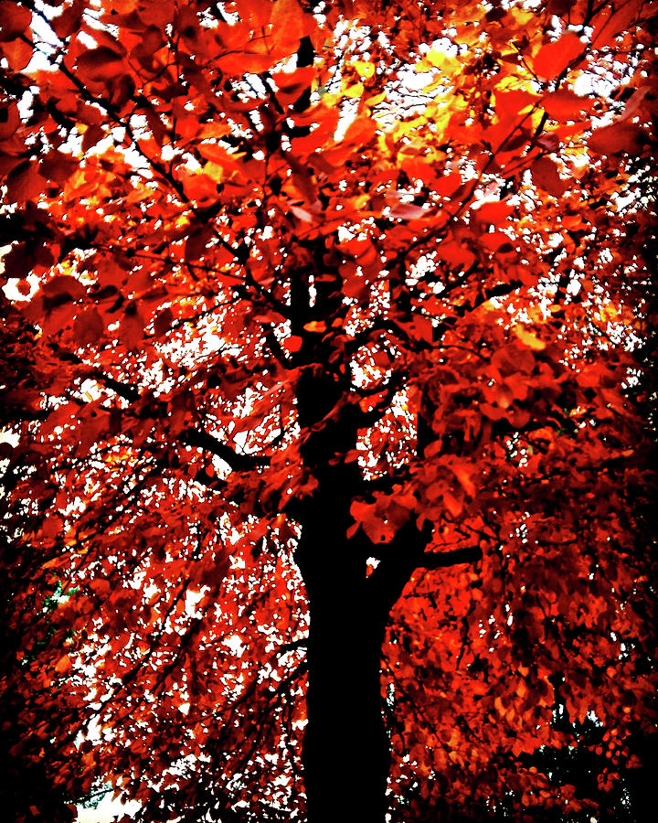 Tree of Flames Photograph by Mimulux Patricia No