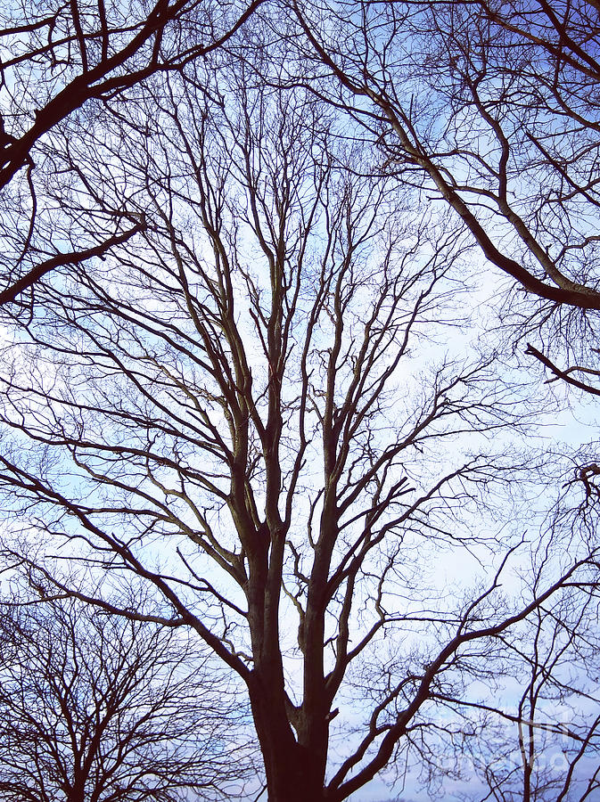 Nature Photograph - Tree of Hope by Rebecca Harman