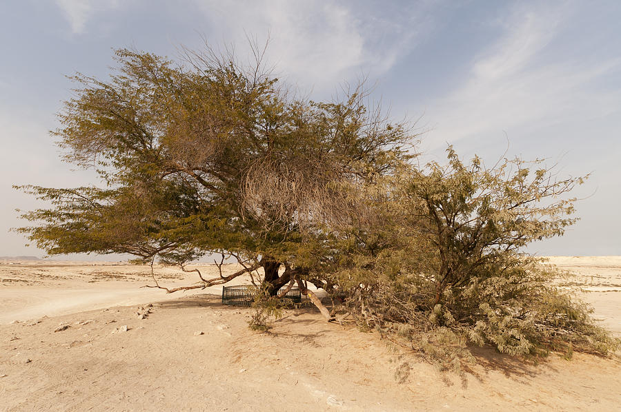 Tree of Life, 400-year-old mesquite tree growing alone in the desert, near Jebel Dukhan. Photograph by John Elk