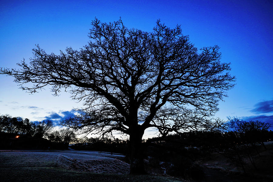 Tree of life Photograph by Alexander Farnsworth