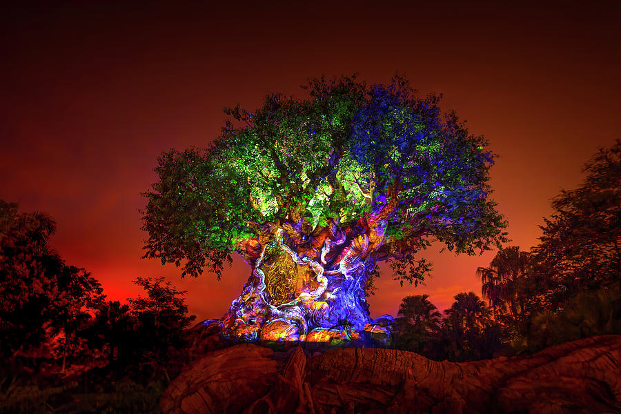 Tree of Life Awakenings - The Lion King Photograph by Mark Andrew Thomas