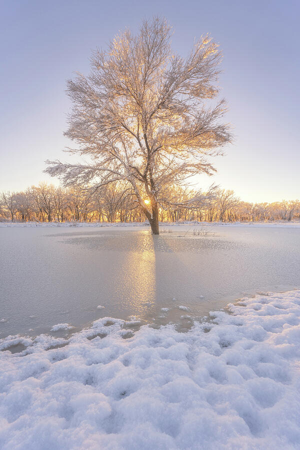 Winter Photograph - Tree of Life by Darren White