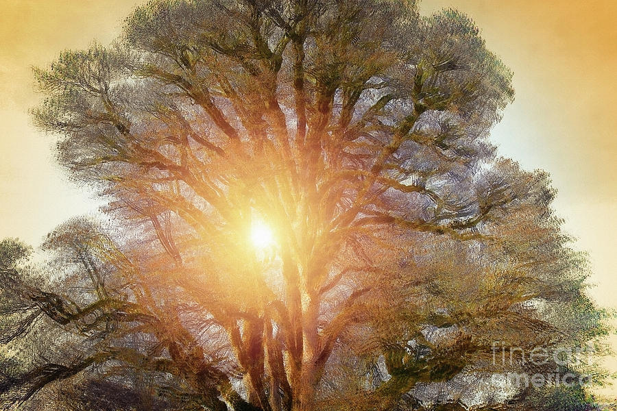 Tree of Life Photograph by Edmund Nagele FRPS