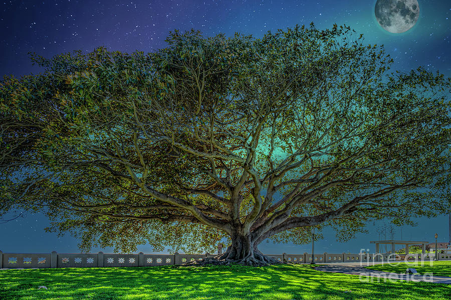 Tree of Life Full Moon Photograph by David Zanzinger