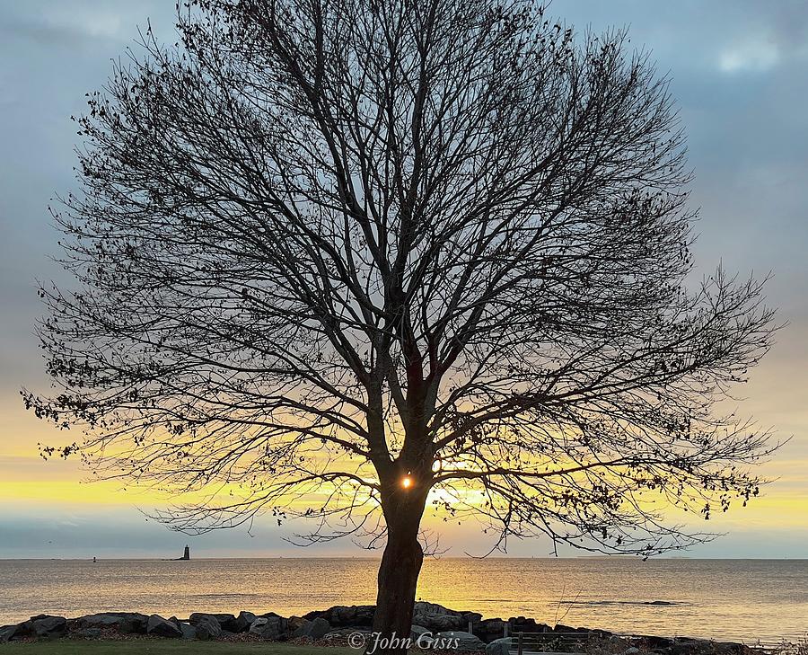 Tree of Life  Photograph by John Gisis