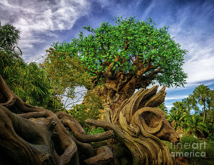 Tree of Life Photograph by Nick Zelinsky Jr