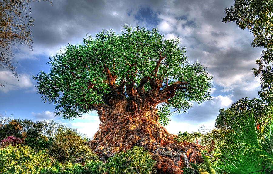 Tree of Life Photograph by Paula Cheese - Pixels