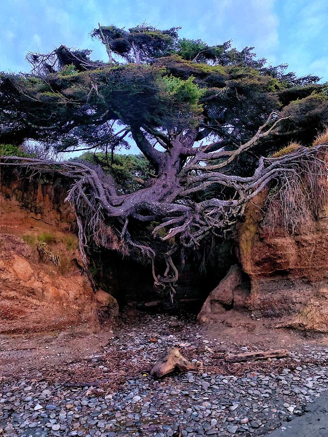 Tree Of Life Photograph by Rachel Jitabebe