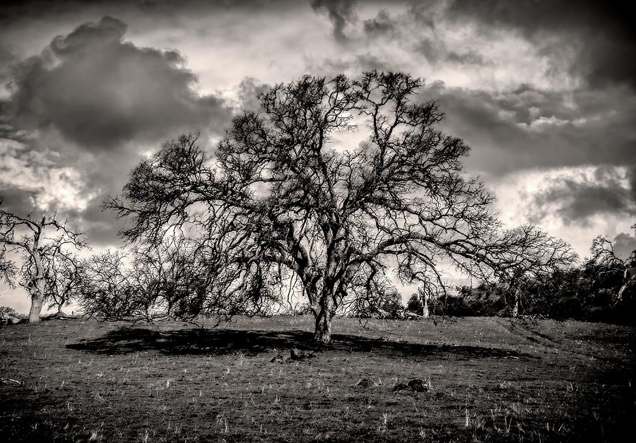 Tree of Light Photograph by Norma Brandsberg