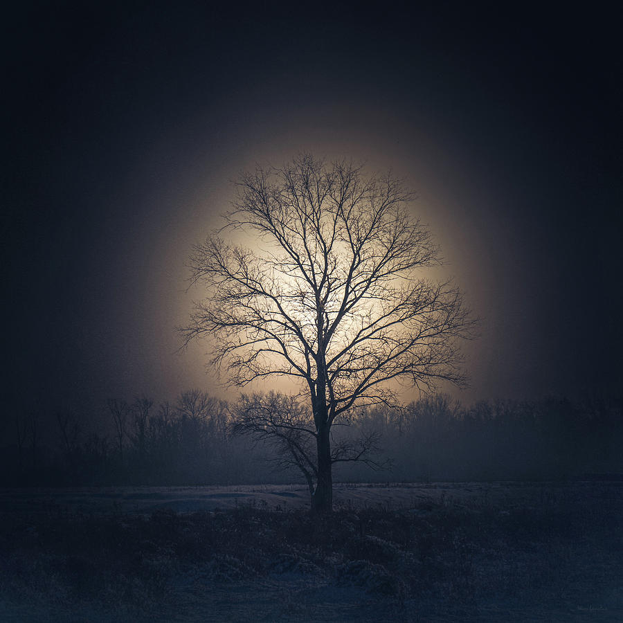 Tree of Light Photograph by Wim Lanclus