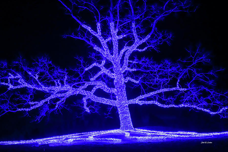 Tree of Lights Photograph by Dale R Carlson