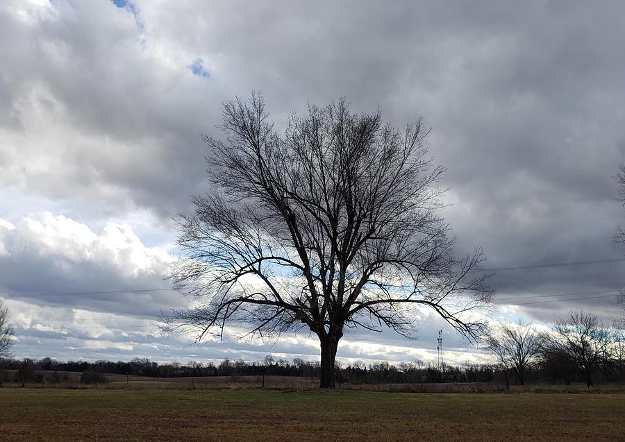 Tree of Loneliness Photograph by Keara Carpenter | Fine Art America