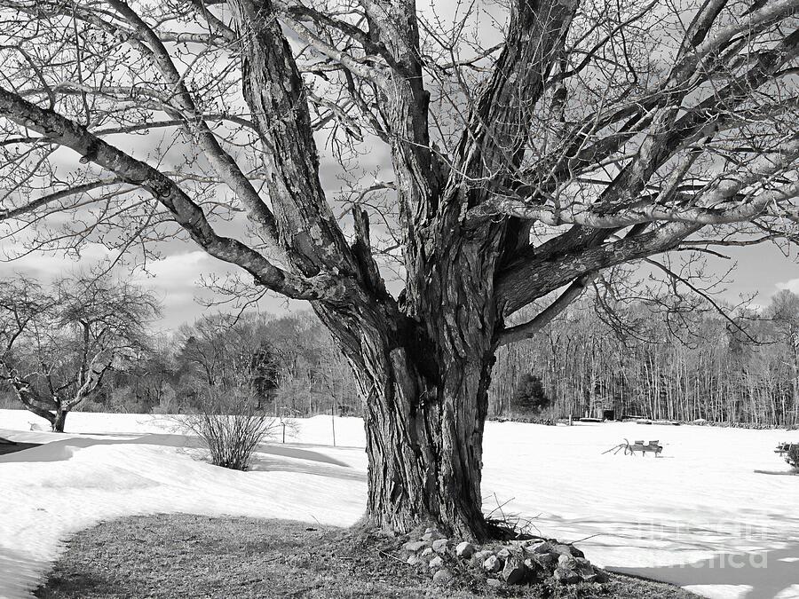 Tree of Many Branches Photograph by Marcia Lee Jones Tree of Many Branches Photograph by Marcia Lee Jones