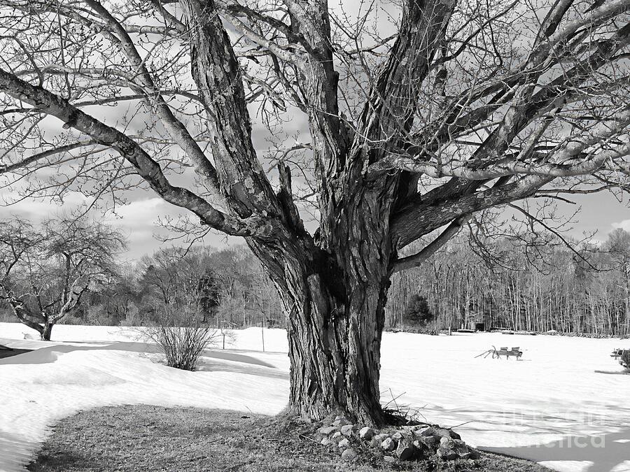 Tree of Many Branches Photograph by Marcia Lee Jones