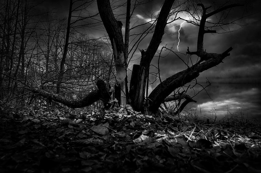 Tree Of Nowadays In Black And White  Photograph by Aleksandrs Drozdovs
