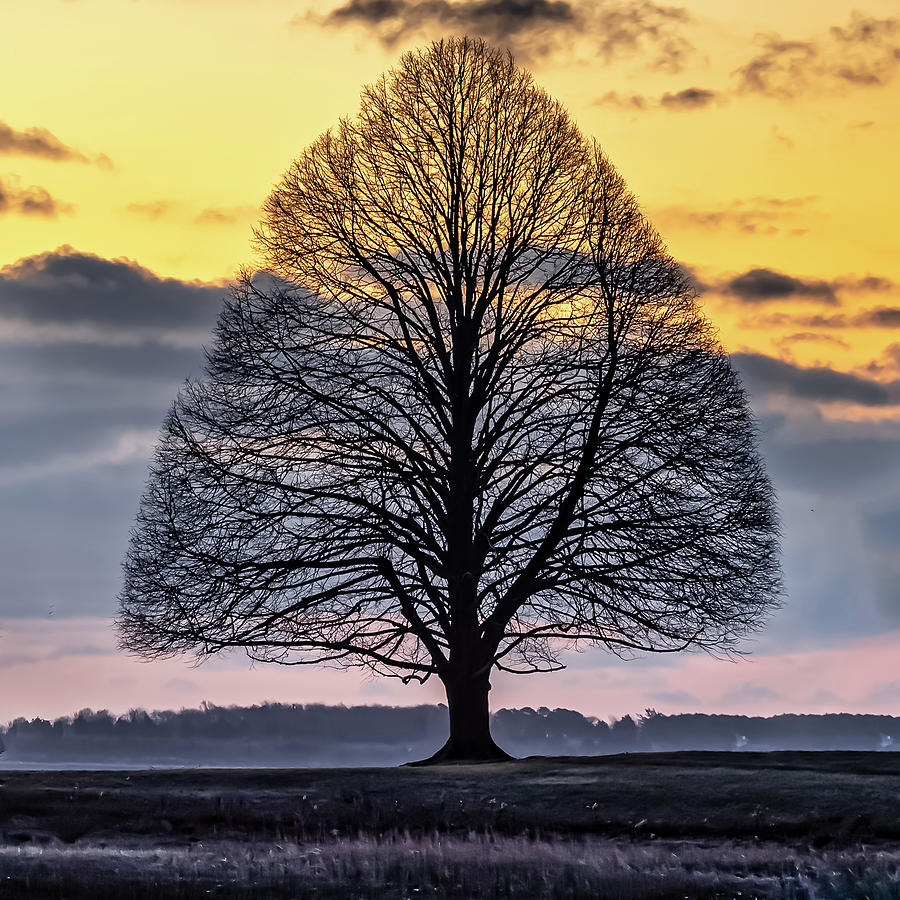 Tree of Shadows Photograph by William Bretton