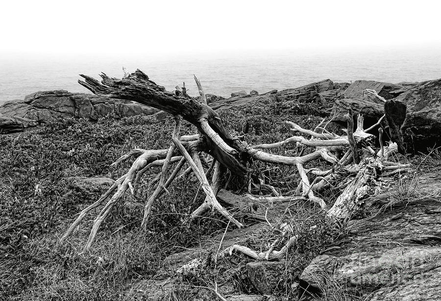 Tree Photograph - Tree of Sorrow by Olivier Le Queinec