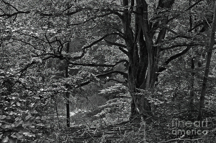 Tree Of Tangles Photograph By Michael Ziegler Fine Art America