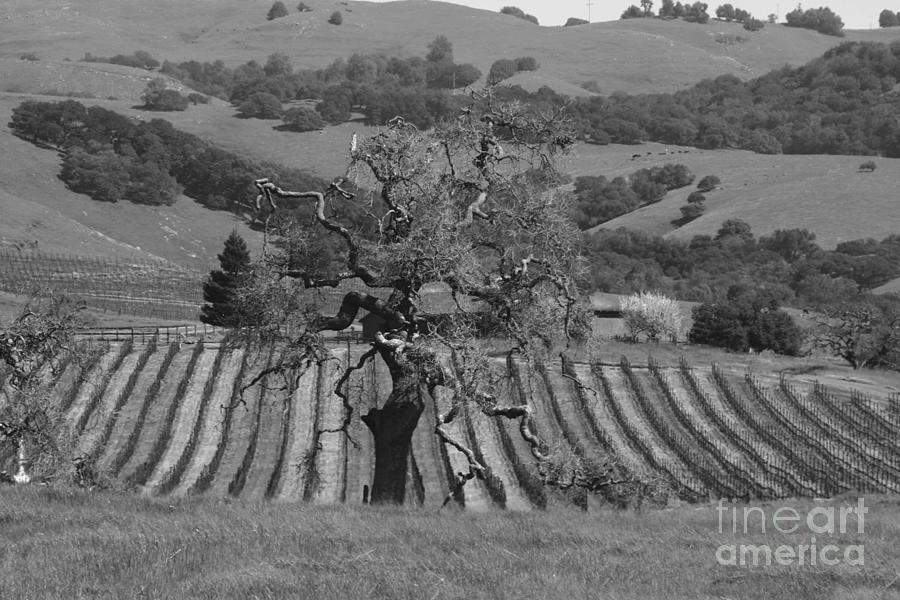 Tree of the Vineyard Photograph by Tony Lee